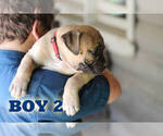 Small #24 American Bulldog