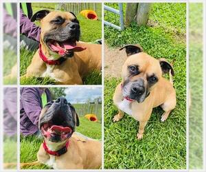 Boxer-Unknown Mix Dogs for adoption in Westminster, MD, USA