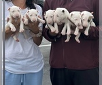 Small Bull Terrier