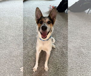 Mutt Dogs for adoption in Garden City, NY, USA