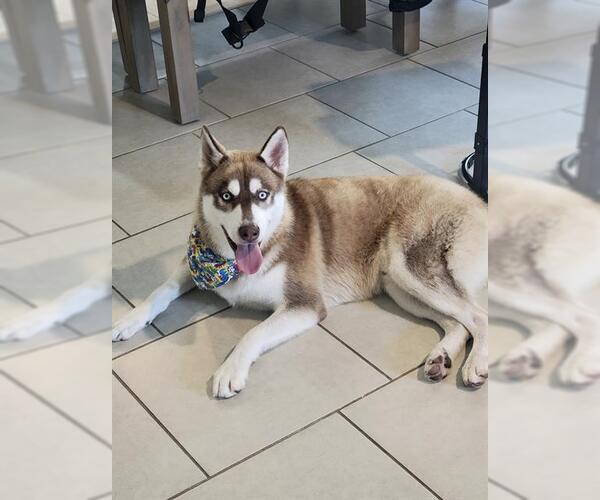 Medium Photo #2 Huskies -Unknown Mix Puppy For Sale in San Antonio, TX, USA