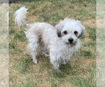 Small #3 Mutt