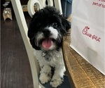 Small Photo #1 Cavapoo Puppy For Sale in WENTZVILLE, MO, USA