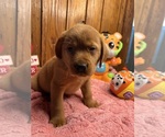 Small #8 Labrador Retriever