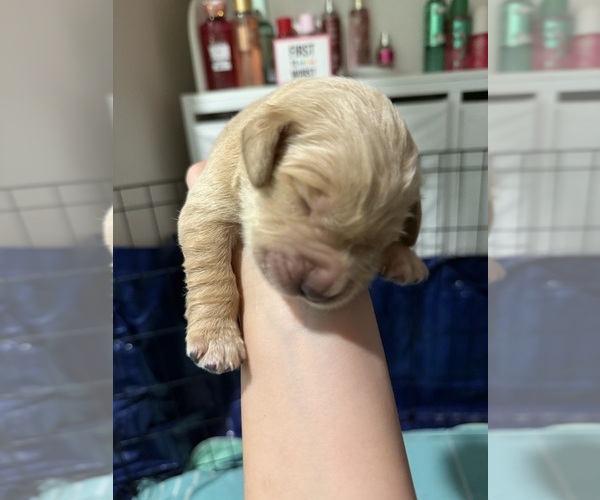 Medium Photo #7 Golden Retriever Puppy For Sale in WEEKI WACHEE, FL, USA