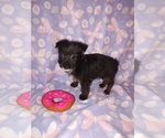 Puppy Lilly YorkiePoo
