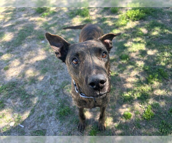 Medium Photo #3 Plott Hound-Unknown Mix Puppy For Sale in Ocala, FL, USA