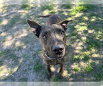 Small #2 Plott Hound Mix