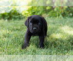 Small Photo #19 Cane Corso Puppy For Sale in WAKARUSA, IN, USA