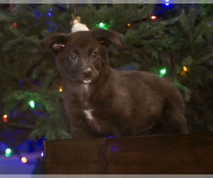 Lydia - Female Shepradors Dog for Adoption - Photo #9
