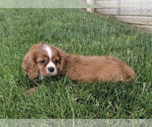 Cavapoo Puppy for sale in FREDERICKSBURG, OH, USA