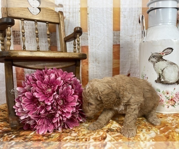 Medium Photo #54 Aussiedoodle Puppy For Sale in COMMERCE, MI, USA