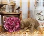 Small Photo #54 Aussiedoodle Puppy For Sale in COMMERCE, MI, USA