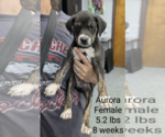 Small #4 Mutt
