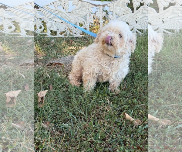 Medium Photo #3 Maltese Puppy For Sale in HOPKINSVILLE/PRINCETON, KY, NH, USA