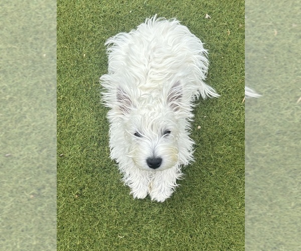 Medium Photo #5 West Highland White Terrier Puppy For Sale in PHOENIX, AZ, USA