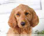 Small #1 Goldendoodle
