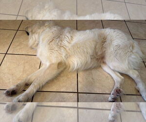 Charlie (aka Charles II) - Male Great Pyrenees Dog for Adoption - Photo #3