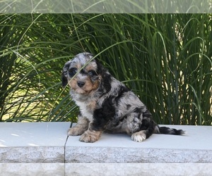 Cavapoo Puppy for sale in MILLERSBURG, OH, USA