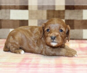 Cavapoo (Miniature) Puppy for sale in DENVER, PA, USA
