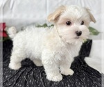 Small #9 Maltese