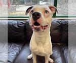 Small American Bulldog Mix