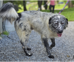 Great Pyrenees-Unknown Mix Dogs for adoption in Unionville, PA, USA