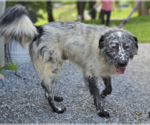 Small Great Pyrenees Mix