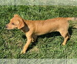 Small #7 Chihuahua Mix