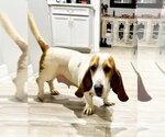 Small #1 Basset Hound