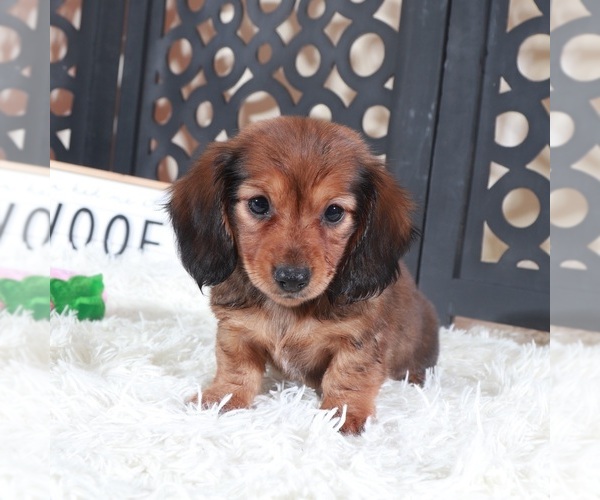 Medium Photo #4 Dachshund Puppy For Sale in MOUNT VERNON, OH, USA