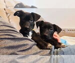 Small #3 American Staffordshire Terrier-Labrador Retriever Mix