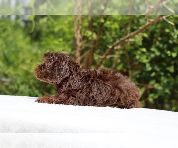 Medium Photo #6 ShihPoo Puppy For Sale in DYERSBURG, TN, USA