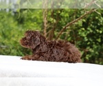 Small #5 ShihPoo