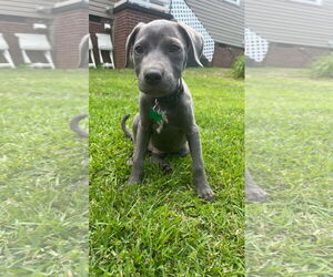 Mutt Dogs for adoption in Greenville, SC, USA