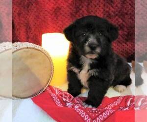 Pembroke Welsh Corgi-Poodle (Miniature) Mix Puppy for sale in LANCASTER, PA, USA