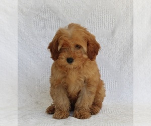 Poodle (Miniature) Dog for Adoption in FREDERICKSBURG, Ohio USA