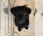 Small Mutt