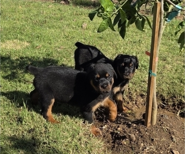 Medium Photo #5 Rottweiler Puppy For Sale in JURUPA VALLEY, CA, USA