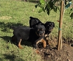 Small Photo #5 Rottweiler Puppy For Sale in JURUPA VALLEY, CA, USA