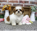Small Photo #4 Shih Tzu Puppy For Sale in SYRACUSE, IN, USA