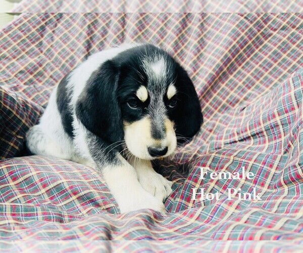 Medium Photo #29 Bernedoodle-Bluetick Coonhound Mix Puppy For Sale in RINGTOWN, PA, USA
