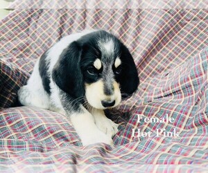 Medium Bernedoodle-Bluetick Coonhound Mix