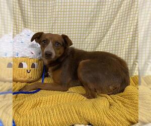 Texas Heeler-Unknown Mix Dogs for adoption in Modesto, CA, USA