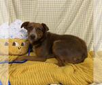 Small Texas Heeler Mix