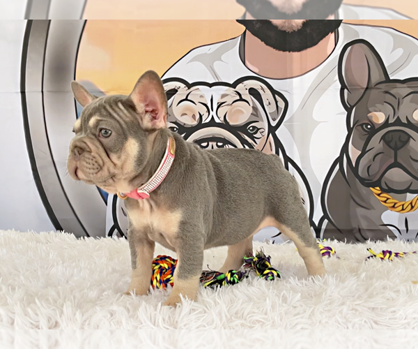 Medium Photo #1 French Bulldog Puppy For Sale in LEHIGH ACRES, FL, USA