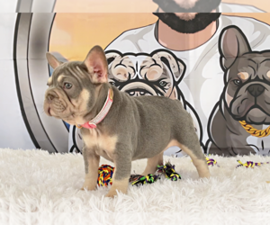 French Bulldog Puppy for sale in LEHIGH ACRES, FL, USA