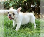 Small #2 French Bulldog