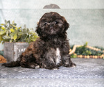 Small #2 Shih Tzu