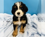 Puppy Ron Bernedoodle